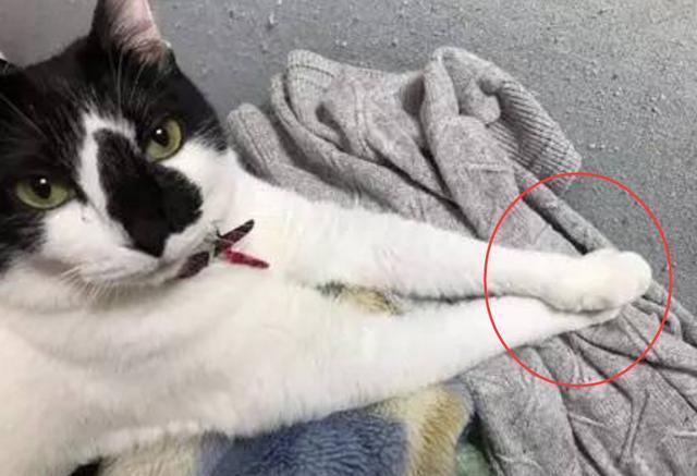 猫咪99大香蕉到底怎么玩才能通关？