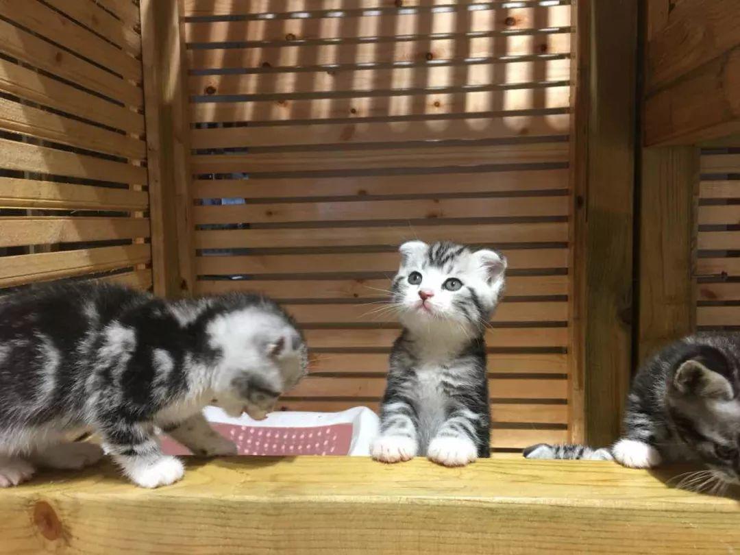 如何把小猫咪写得让人忍不住想撸？