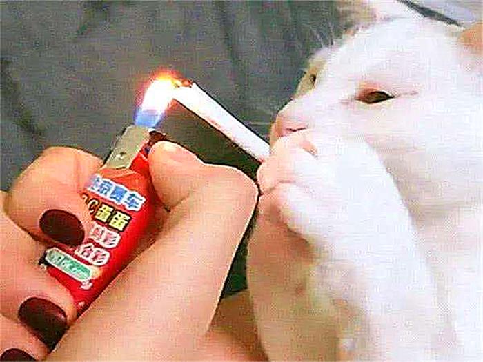 猫咪牙黄得像烟民?这正常吗? 猫咪牙黄得像烟民?这正常吗?