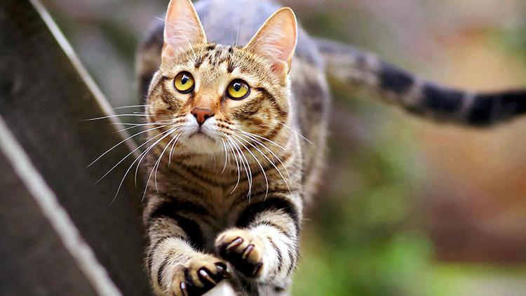 新手给猫洗澡被挠出血?这份保姆级教程手把手教你! 新手给猫洗澡被挠出血?这份保姆级教程手把手教你!