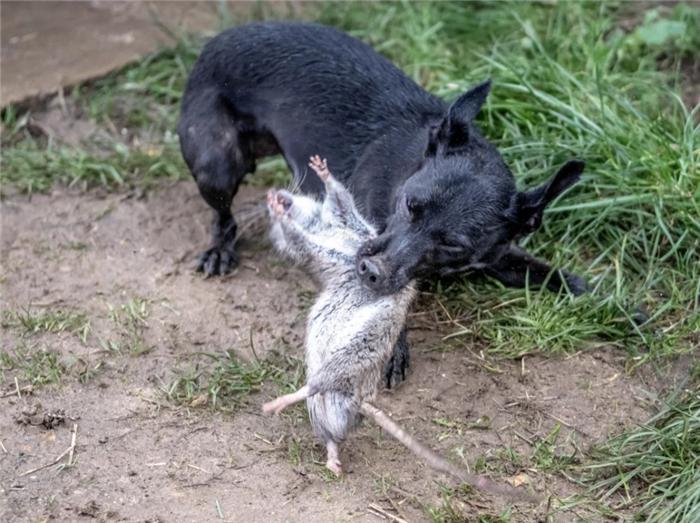 为什么你的猫咪总抓不到老鼠? 为什么你的猫咪总抓不到老鼠?