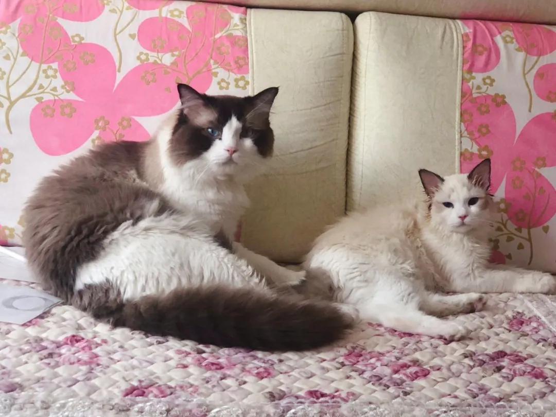 小猫咪突然打喷嚏流鼻涕？新手铲屎官该怎么办？