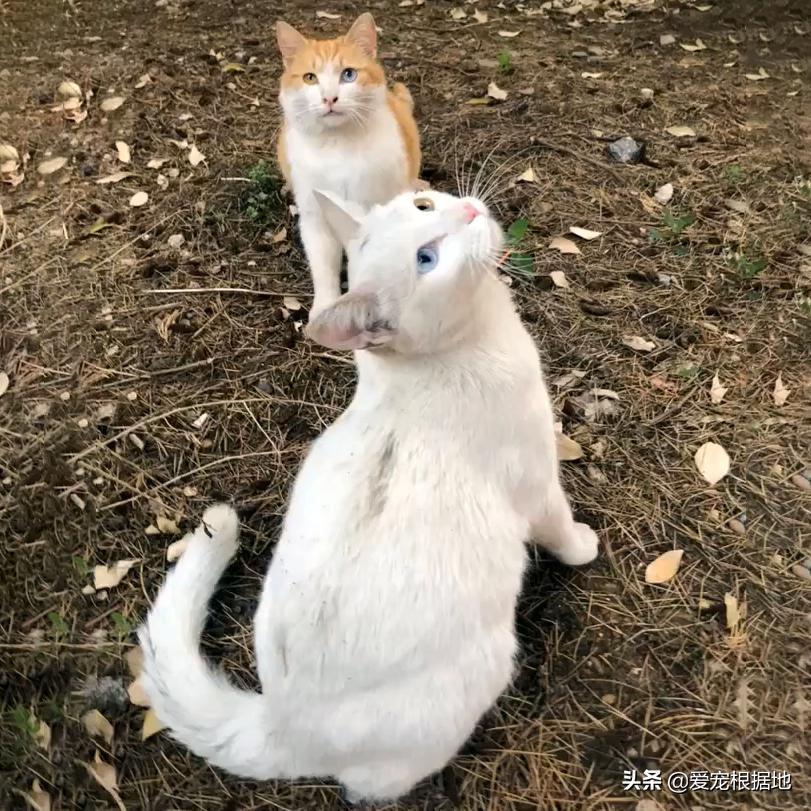 猫咪发抖就是生病了？新手铲屎官必看真相！