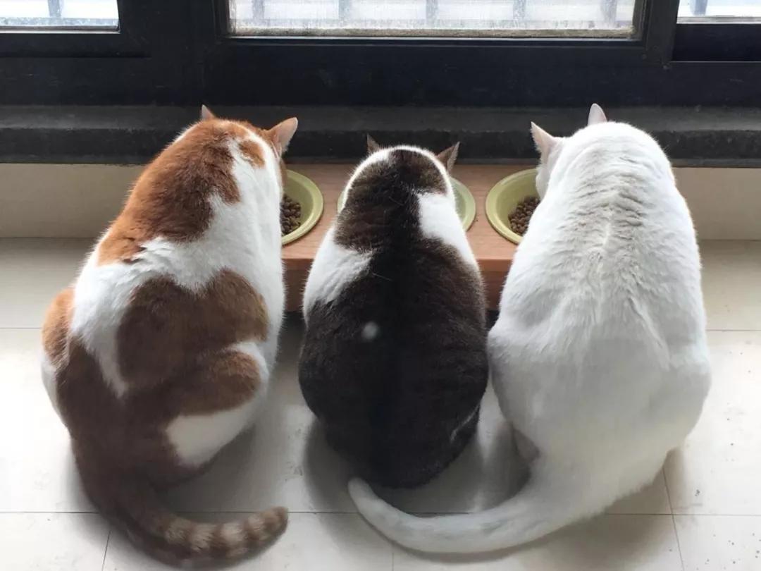 为什么我家猫的屎比螺蛳粉还臭？