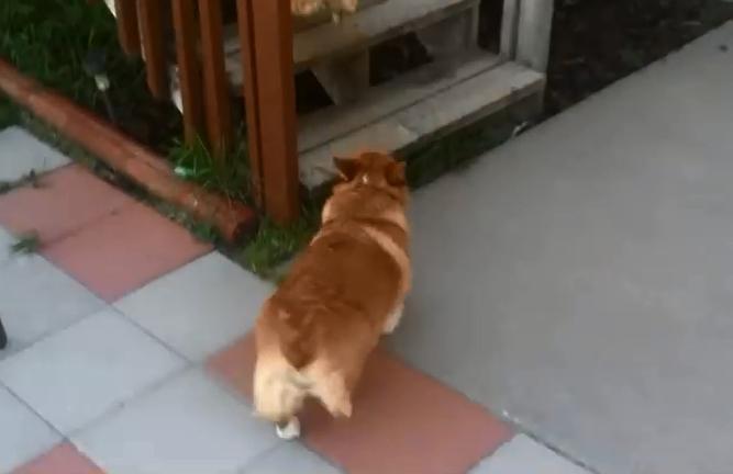 主子屁股擦不得？新手铲屎官必看生存指南！