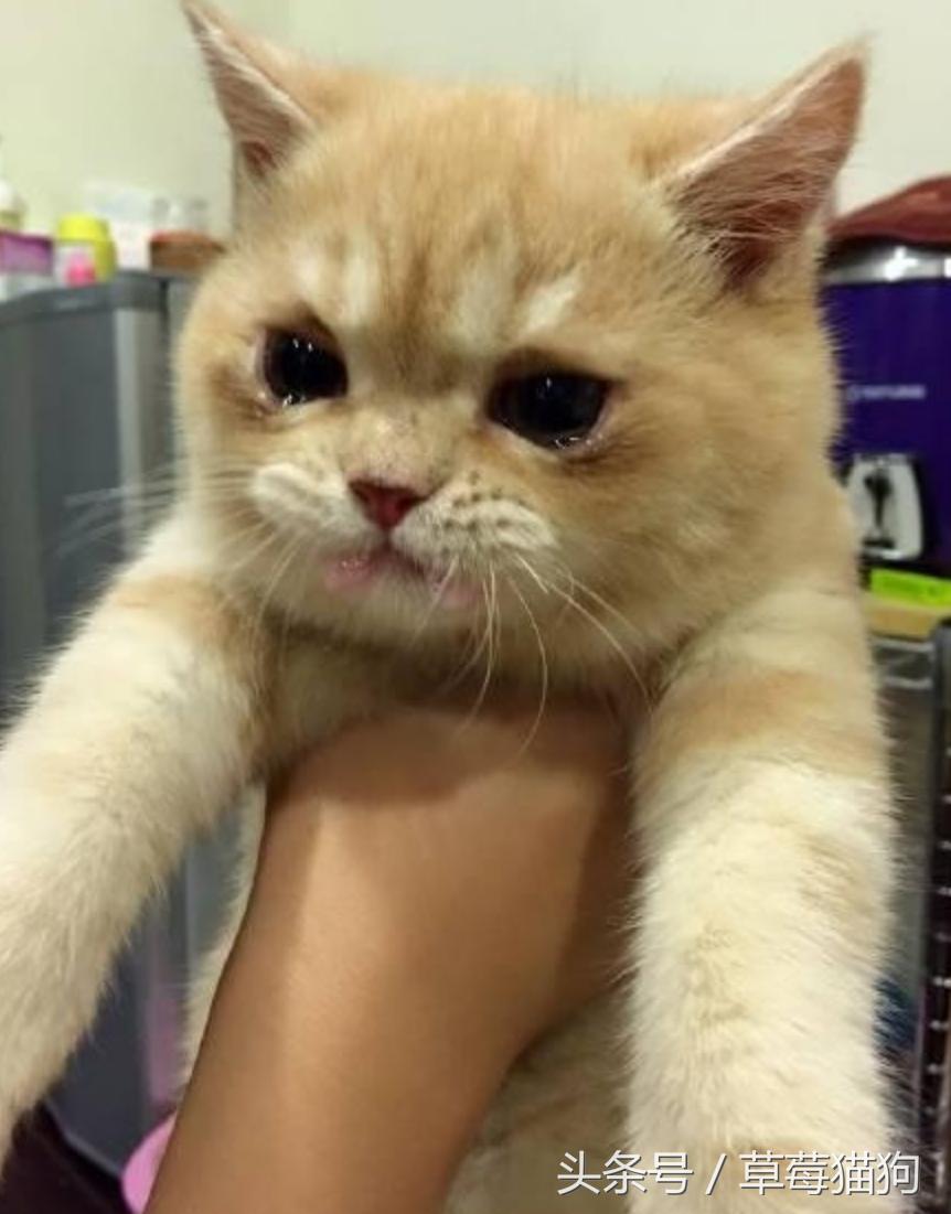 为什么说讴歌TL论坛是汽车小白的第一所实战学校？