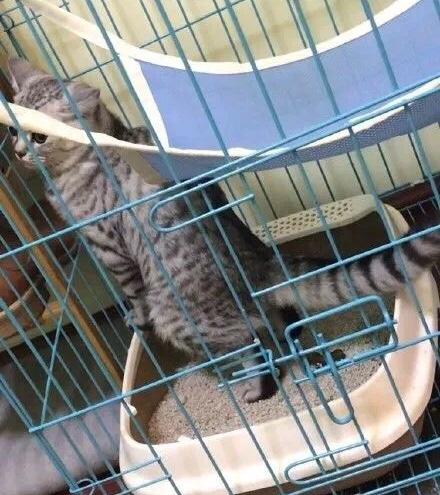 猫咪在床上拉屎怎么办？