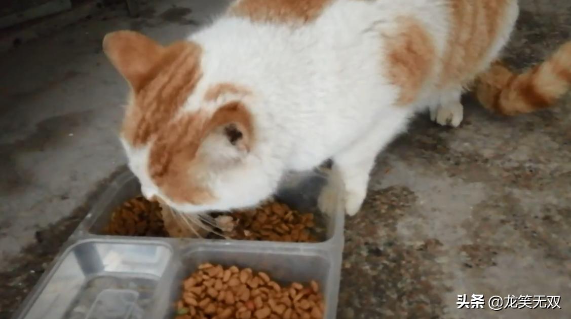 猫咪吃猪肝会吃出问题吗? 猫咪吃猪肝会吃出问题吗?