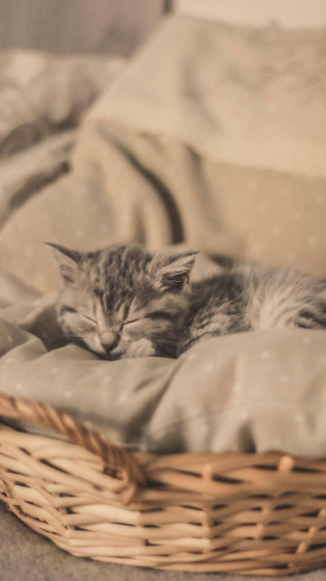 猫咪蜷成球睡觉是不是生病了? 猫咪蜷成球睡觉是不是生病了?