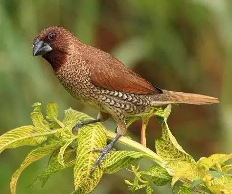 宝骏630发动机怎么样,动力够用吗,养护成本高不高 宝骏630发动机怎么样,动力够用吗,养护成本高不高