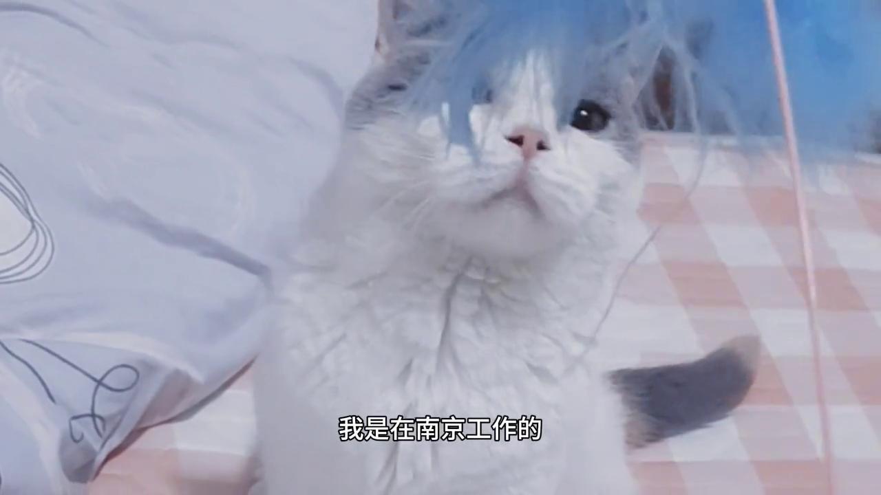 在广州想养猫只能花钱买吗？