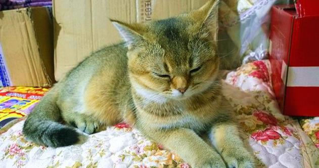 为啥你家猫主子总对你爱搭不理？