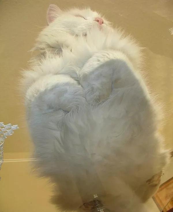 华人论坛丫丫的港湾到底怎么玩?新手必看生存指南 华人论坛丫丫的港湾到底怎么玩?新手必看生存指南