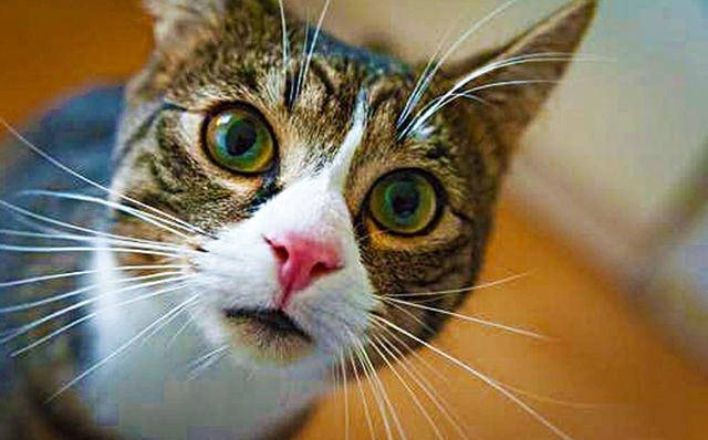 新手养猫需要避开哪些致命误区? 新手养猫需要避开哪些致命误区?