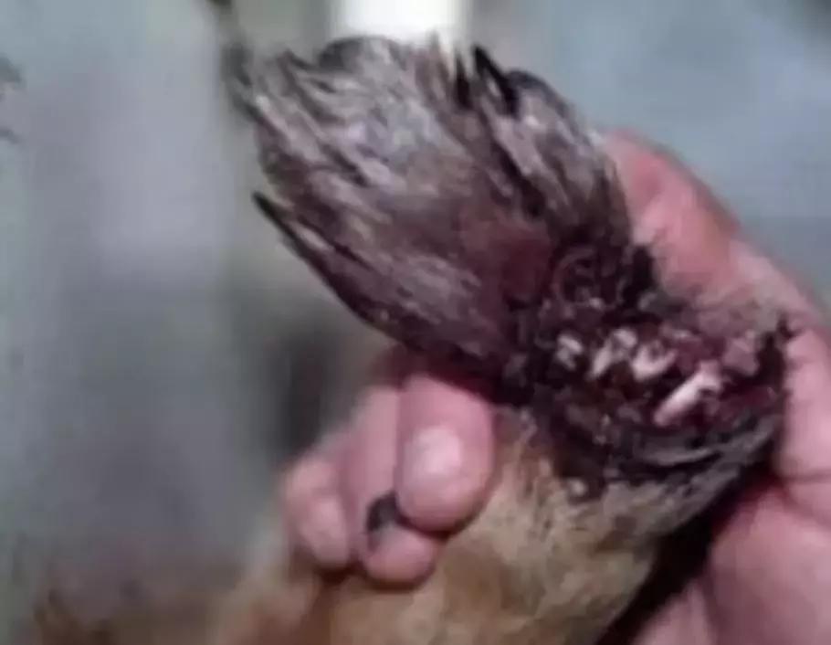 在加拿大生活却找不到组织？