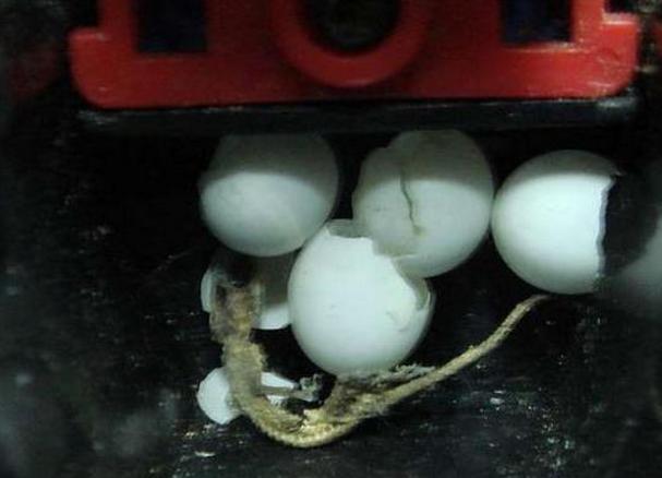 家里进壁虎是福还是祸? 家里进壁虎是福还是祸?