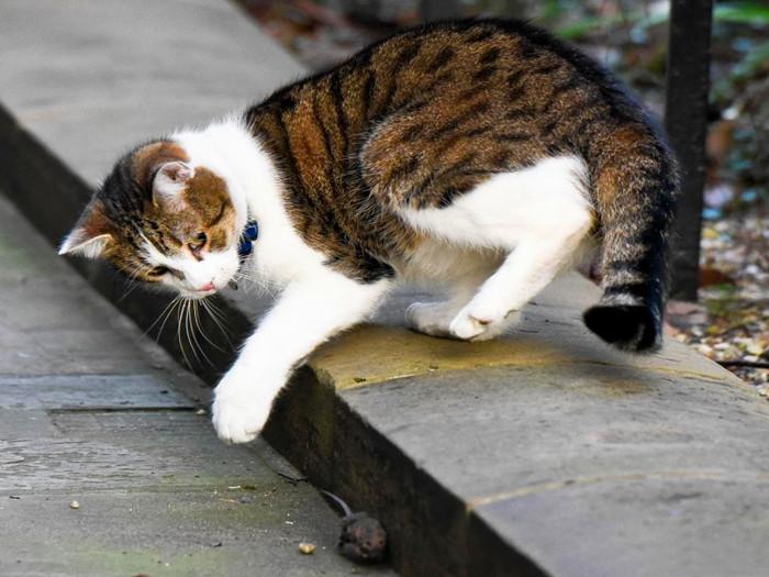 搬新家非得看黄历?不看真的会倒霉吗? 搬新家非得看黄历?不看真的会倒霉吗?