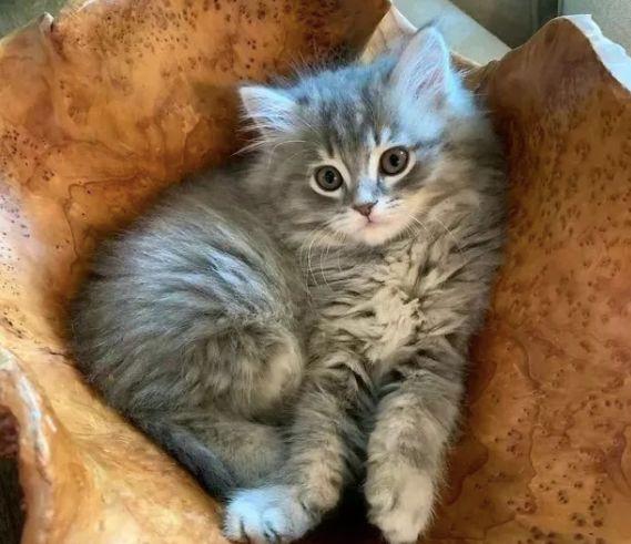 给猫咪取名到底能玩出多少花样？