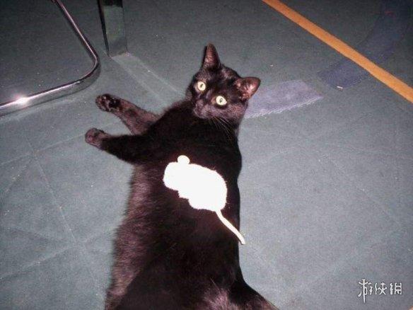 猫咪眼睛肿成核桃还流眼泪？新手必看紧急处理指南