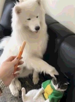 猫咪火腿肠真的能当主食喂吗？