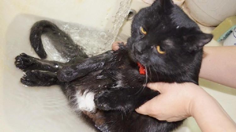 猫咪1.0.3清爽版到底怎么玩才不踩坑? 猫咪1.0.3清爽版到底怎么玩才不踩坑?