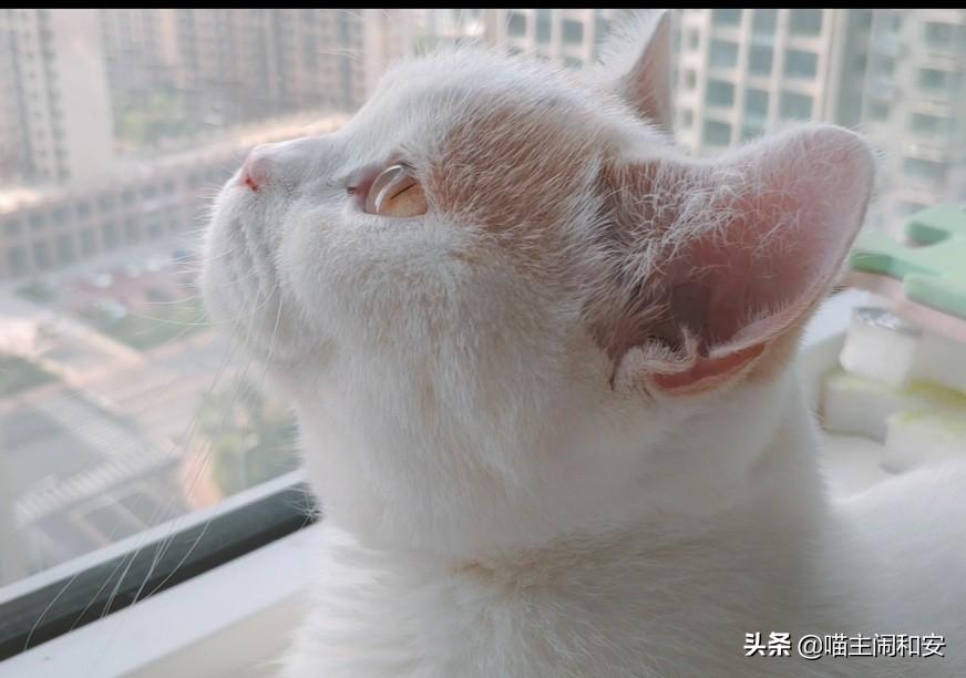 猫咪定位芯片真的能解决找猫难题吗？