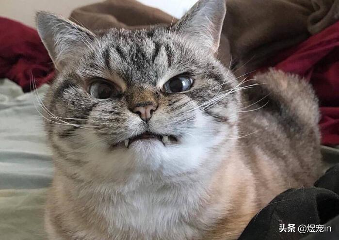 猫咪突然消失该怎么找回来? 猫咪突然消失该怎么找回来?