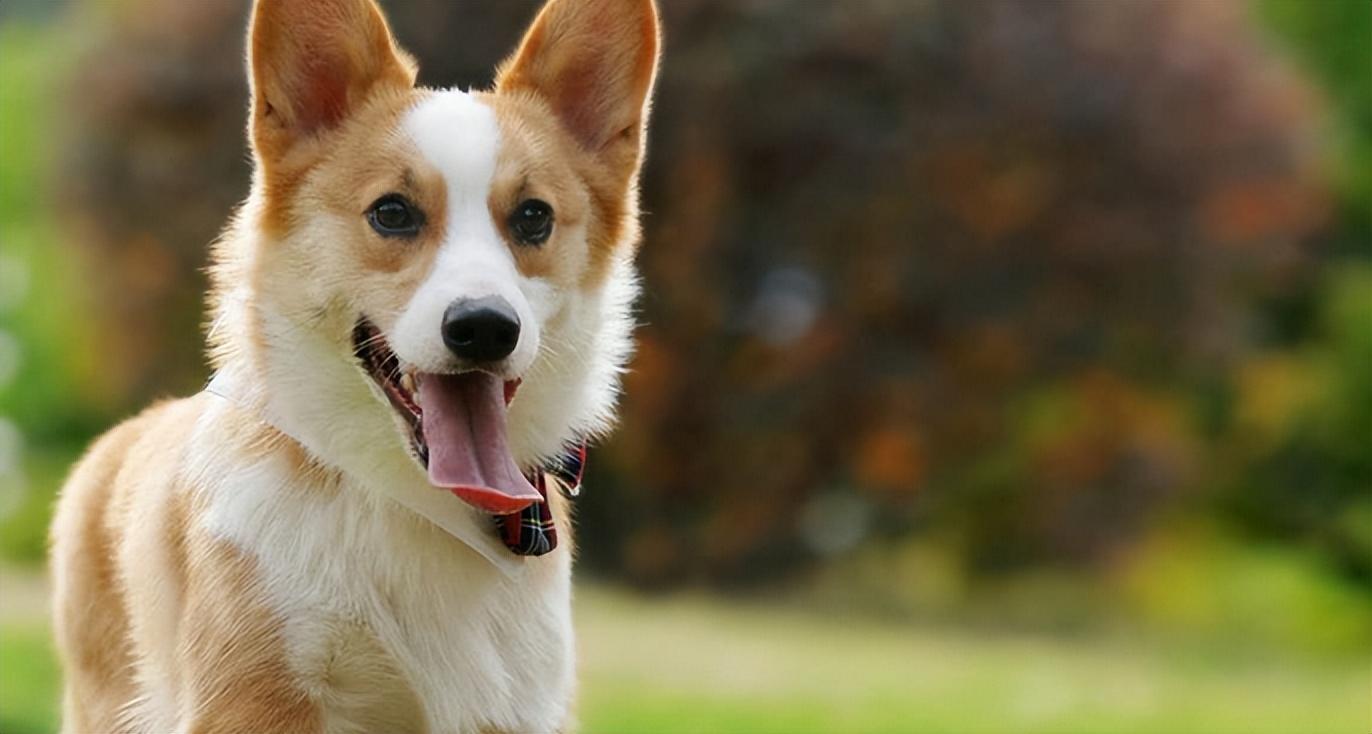 小勤勤app提现不了怎么办-网上投资平台被骗充值提现不了如何追回