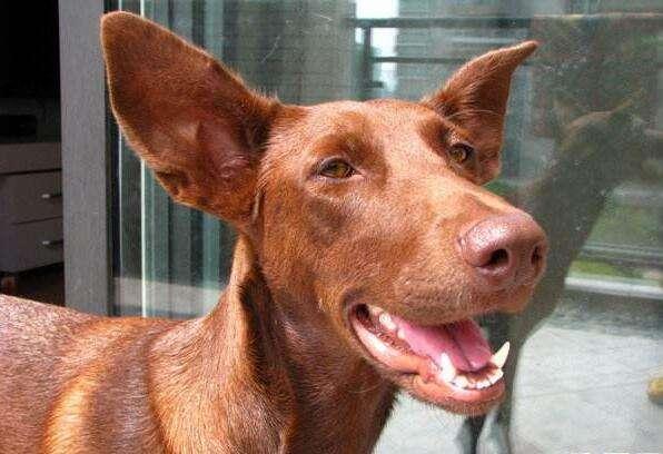 女人梦见敲钟是吉兆吗?2025年处女座财运解析 女人梦见敲钟是吉兆吗?2025年处女座财运解析