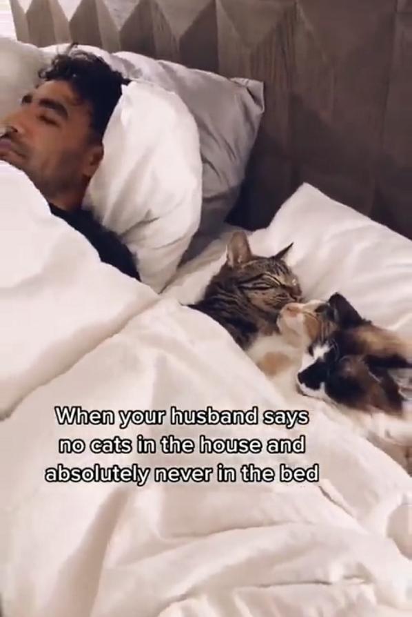 猫咪为什么死活不肯上床睡觉? 猫咪为什么死活不肯上床睡觉?