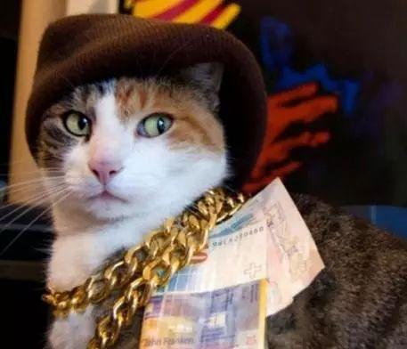 你家主子真的打够疫苗了吗？