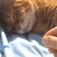 为什么我们总忍不住保存猫咪萌图? 为什么我们总忍不住保存猫咪萌图?