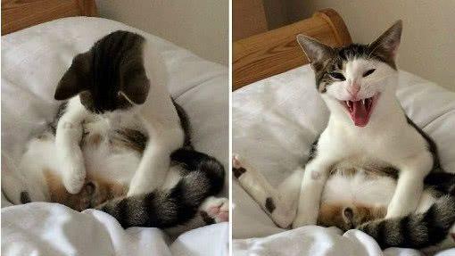 猫咪绝育后吐黄水要马上送医吗？