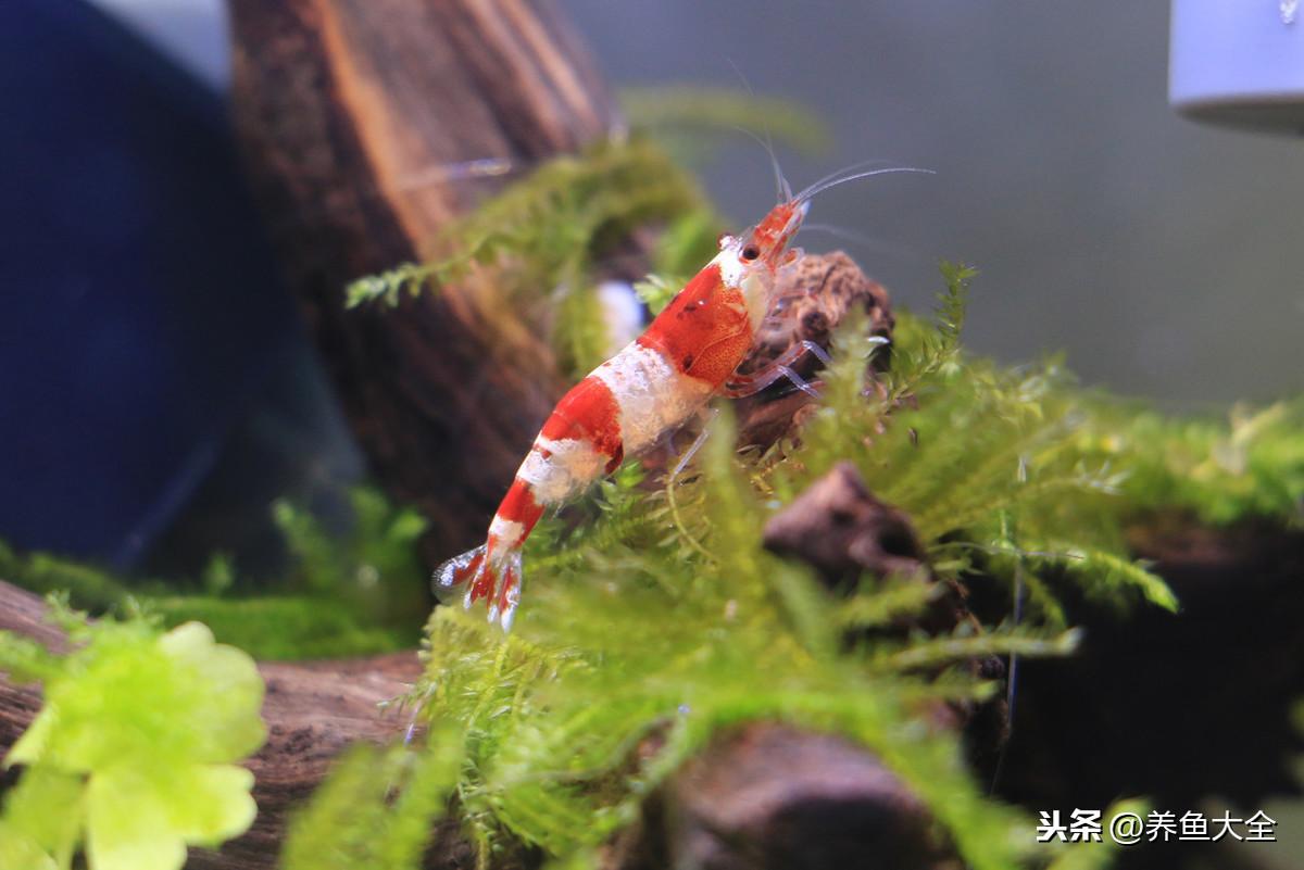 在毕尔巴鄂生活需要华人论坛吗？