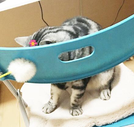 猫咪白天总在睡觉正常吗？