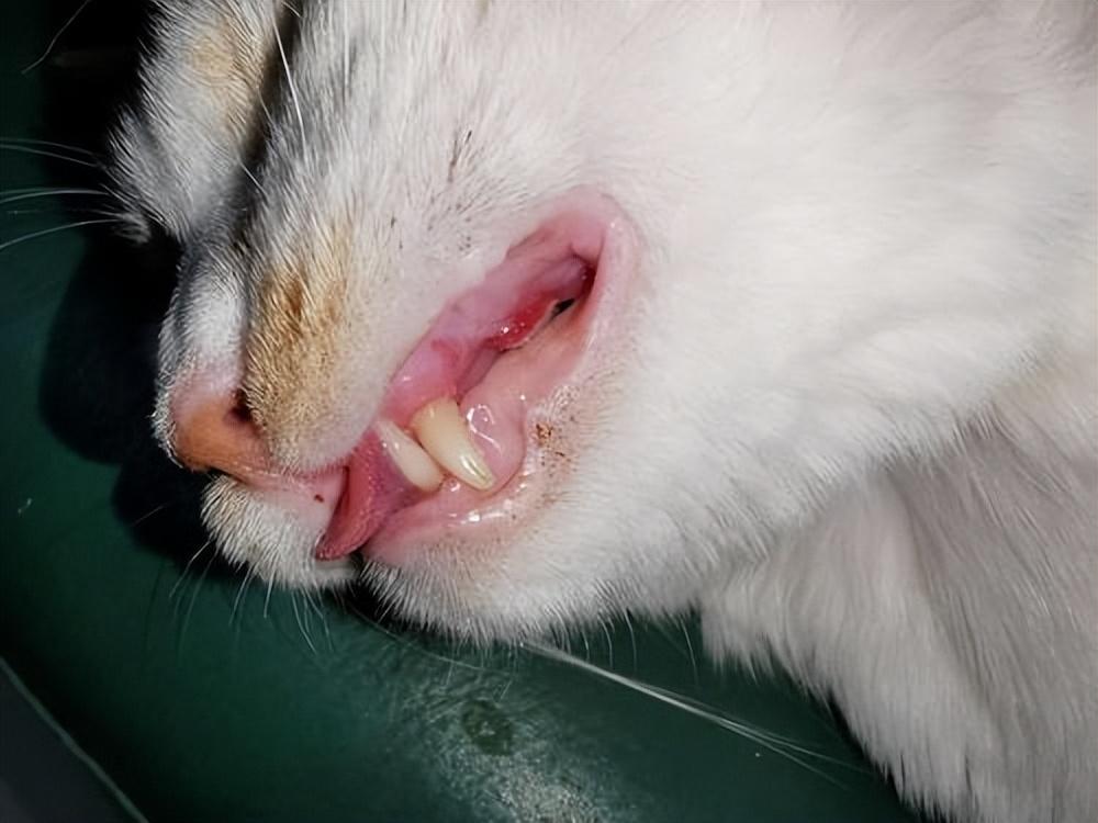 猫咪得了口炎该怎么救？铲屎官必看的5个紧急处理步骤
