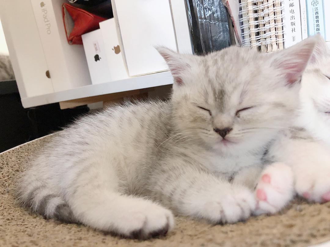 猫咪突然饭量翻倍是怀孕了吗？