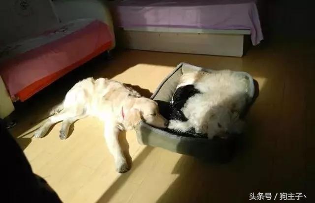 猫咪夏天突然绝食是为啥？铲屎官必看保命指南