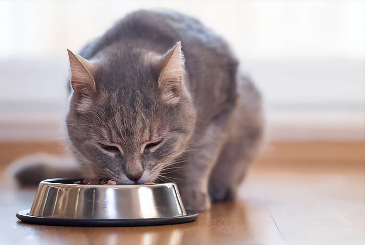 公猫发情期会拆家？乱尿嚎叫怎么破？