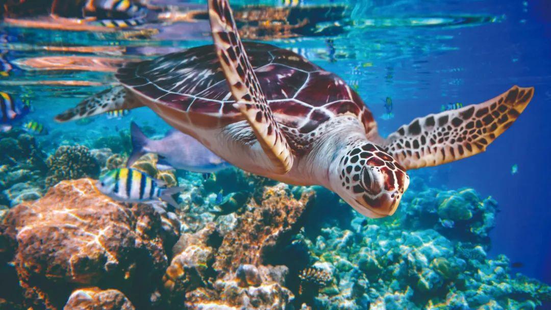 科技龙头股介绍：半导体与软件开发领域的佼佼者