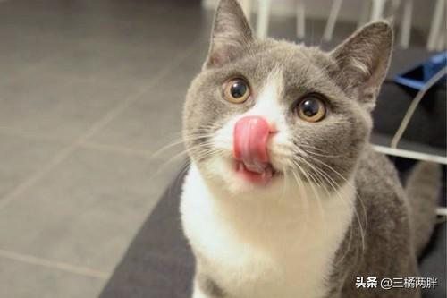 哈飞论坛真的能让新手三天玩转汽车改装？