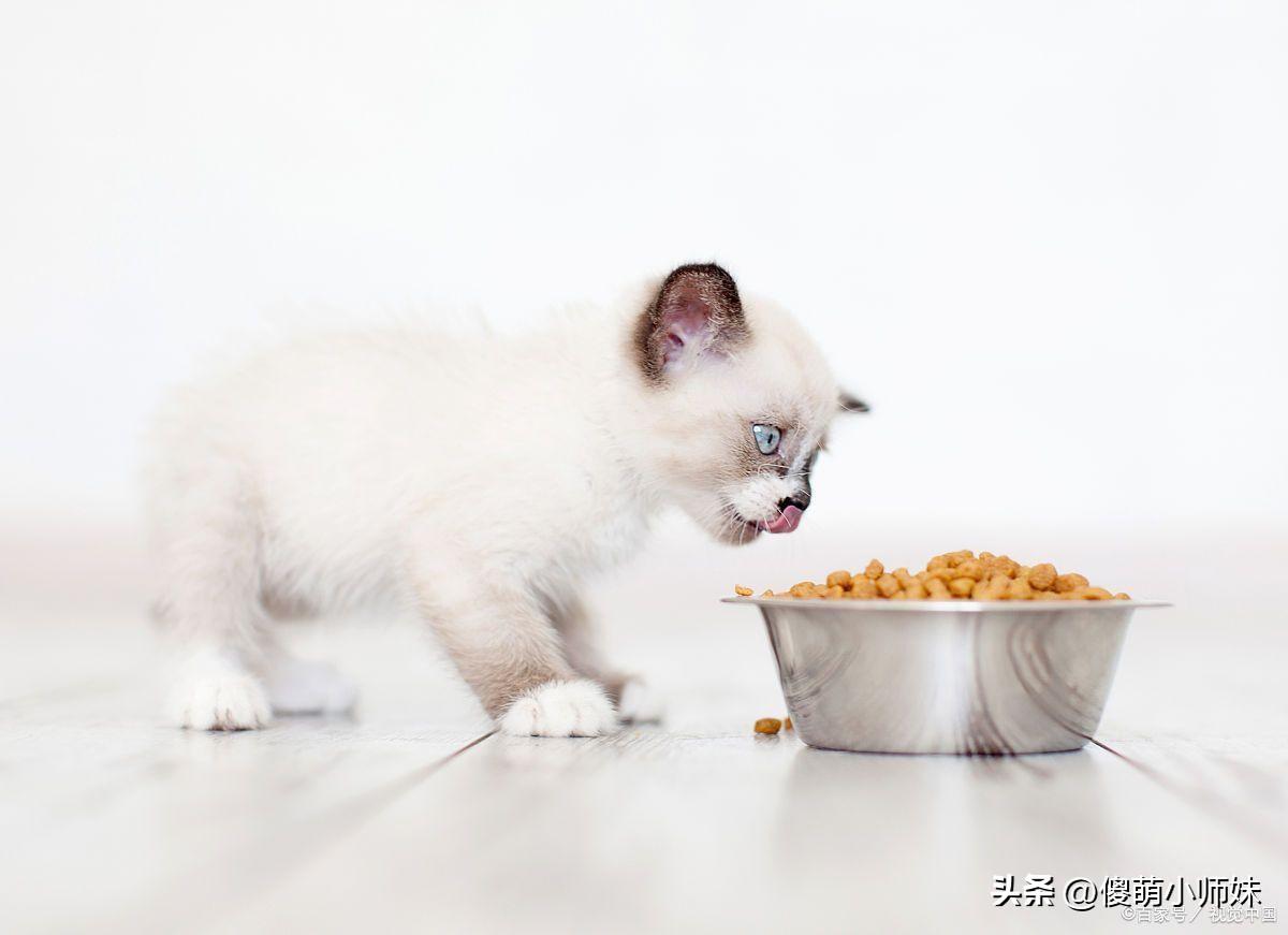 为什么别人总能找到高清猫咪视频，而你却总踩坑？