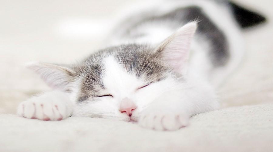 为什么新手铲屎官总被猫主子 骂 得一脸懵？