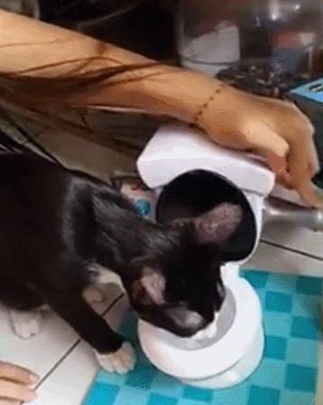 新手连注册按钮都找不到？猫咪官方最新版网站到底怎么玩？