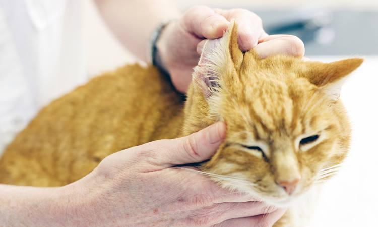 猫咪总挠耳朵还甩头？可能是它在向你求救！