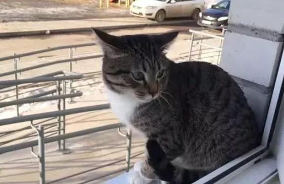 猫咪发情不吃东西会饿死吗？