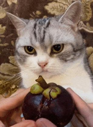 猫咪揣崽了还会想找对象吗？