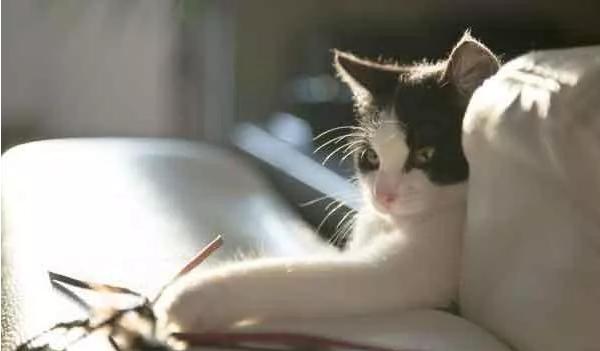 如何让陌生猫咪主动蹭你? 如何让陌生猫咪主动蹭你?