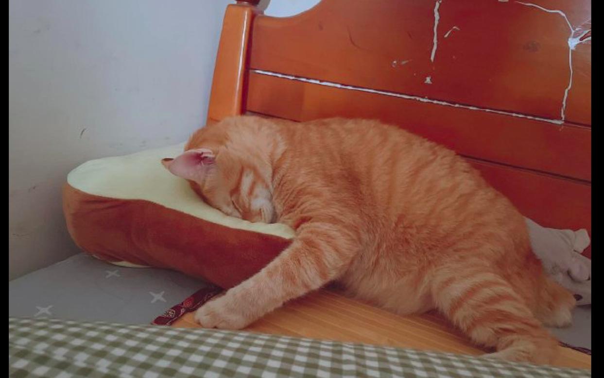 猫咪突然张嘴喘气是在求救吗？