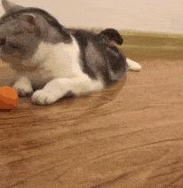 你家猫主子偷喝奶茶了？别慌！这玩意到底能不能喝啊？